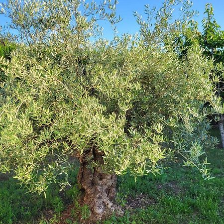 Lamaison-D'Ose Chatillon sur Chalaronne Bagian luar foto