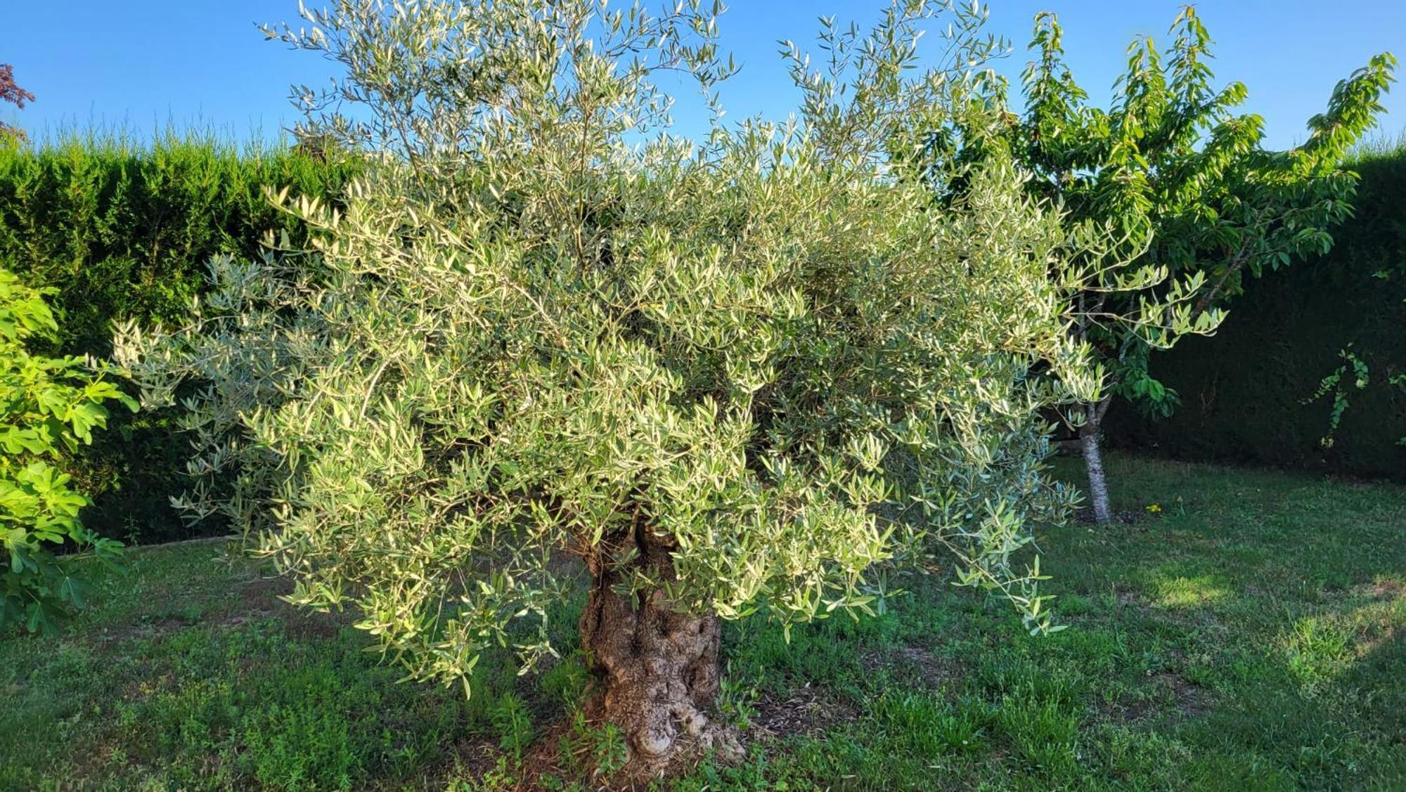 Lamaison-D'Ose Chatillon sur Chalaronne Bagian luar foto